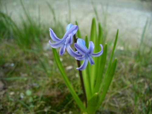 Jarné kvety
