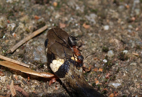 užovka vz. mravec