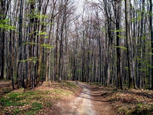 lesná cestička