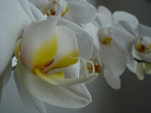 orchidea ešte raz