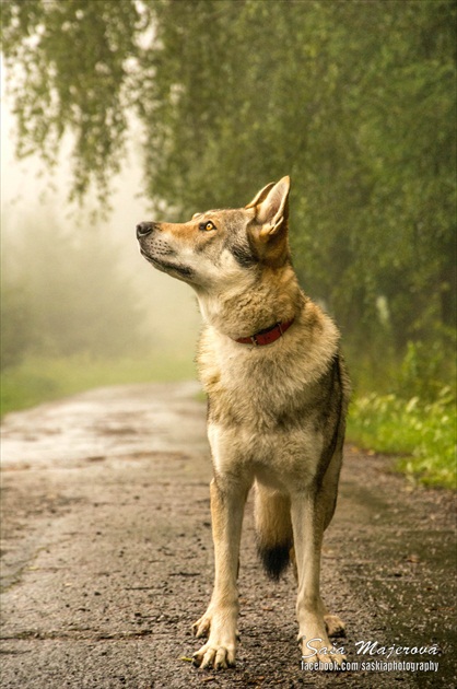 Vlk v hmle