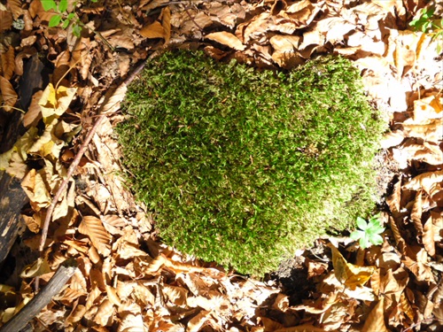 Srdce prirody