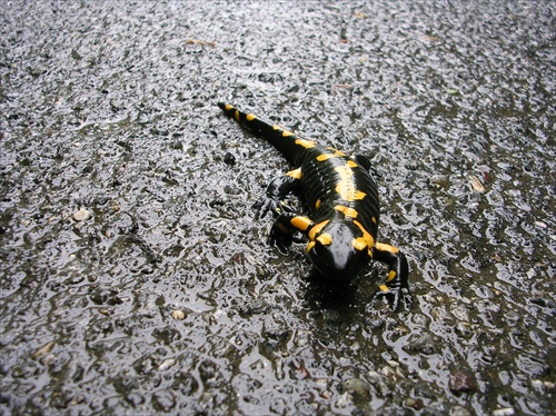 Salamander Škvrnitý