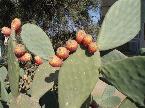 Kaktusové plody