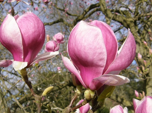 magnolie z Kew