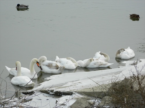 relaxujúca labutia rodinka