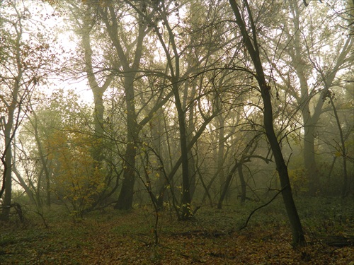 ranná hmla v lese
