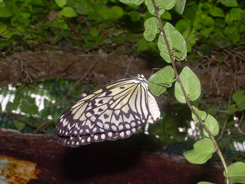 Motýľ 2