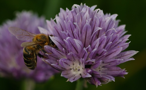 Včela a pažitka
