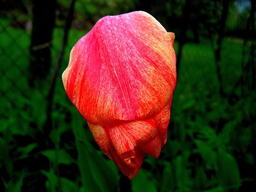 Smutný tulipánik