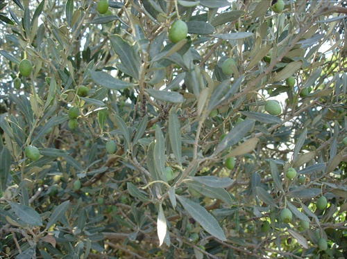 božská oliva