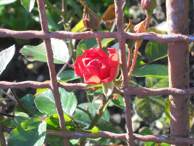 zvedavá ruža
