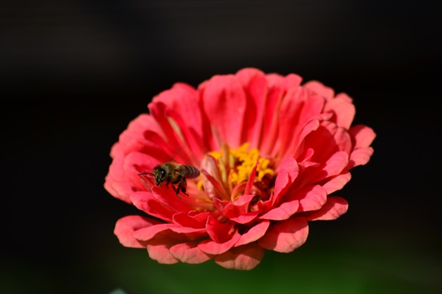 Lietajuci kvet:D..a včelička:)