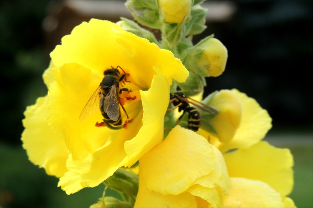 Včela a osa