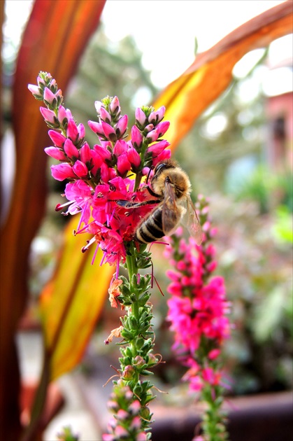 včelička a kvety