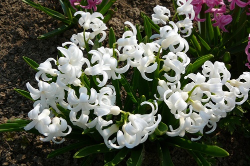 Hyacint biely /2/