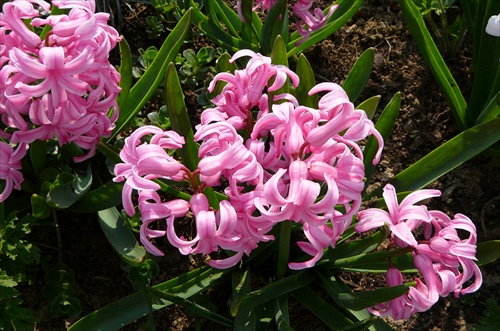 Hyacint ružový