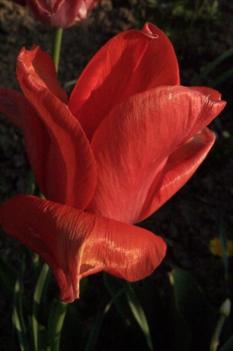 tulipan II