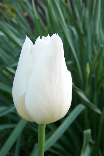 tulipan III
