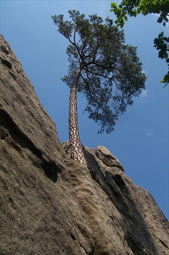 strom na skale