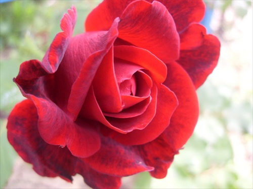 ruža II.