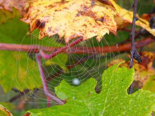 jesenná pavučina