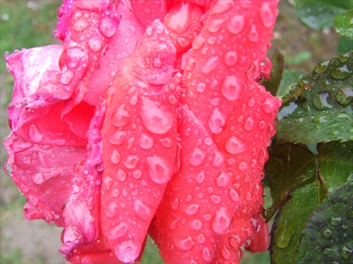 ruža po daždi 2