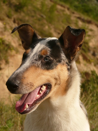 Smooth collie