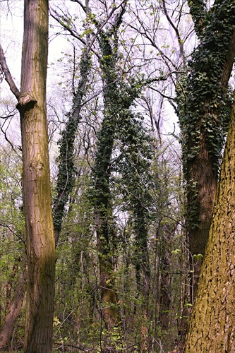 Lužný les u Dunaja II.