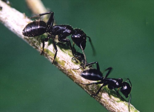 Mravčekovia