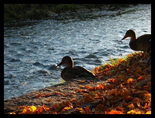 City ducks