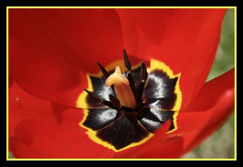 Srdce tulipánu