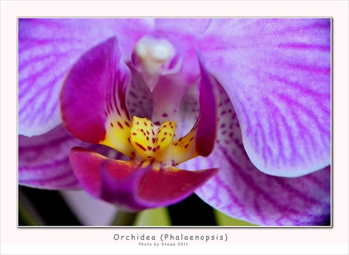 Orchidea - ešte o čosi bližšie ;-)