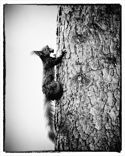 Veverička obyčajná (Sciurus vulgaris)