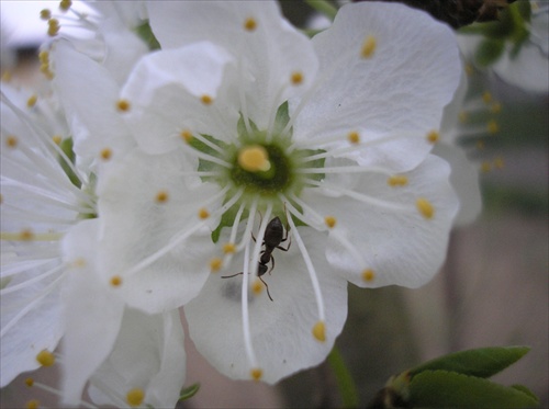 mravec na asi jablonovom kvete