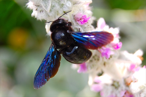 zvláštna muchovčela