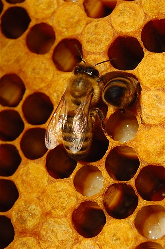 Vo včelíne