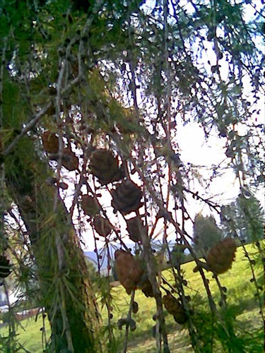 Minišišky na strome