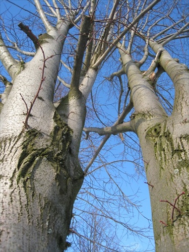 Stromy