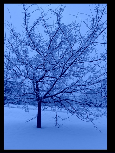 Zimný strom
