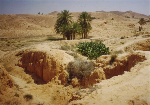 Život v púšti
