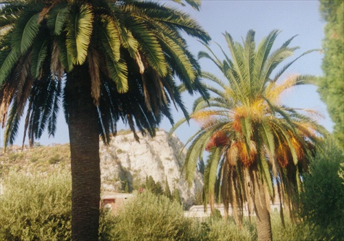 Sicílske palmy