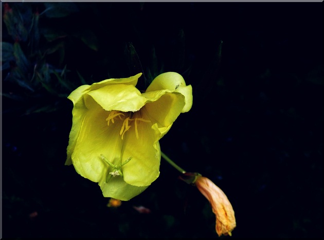 Žltý kvet