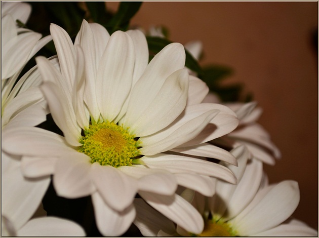 Biely kvet...:)