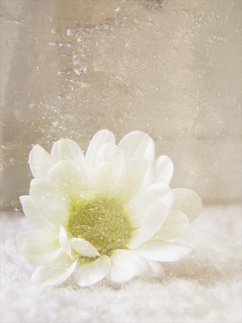 kvet a ľad