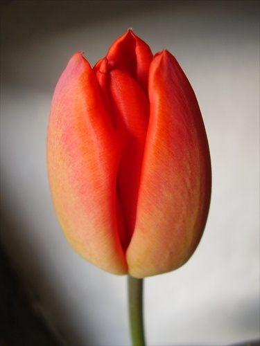tulipoško...