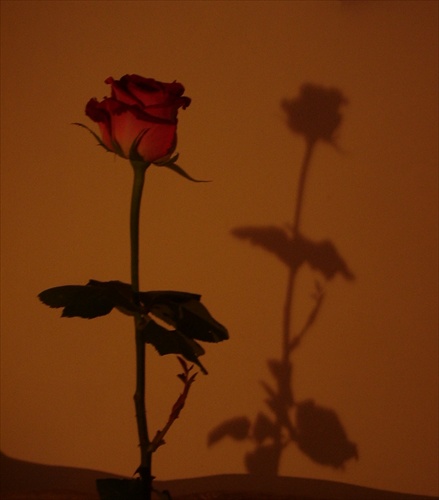 ruža...