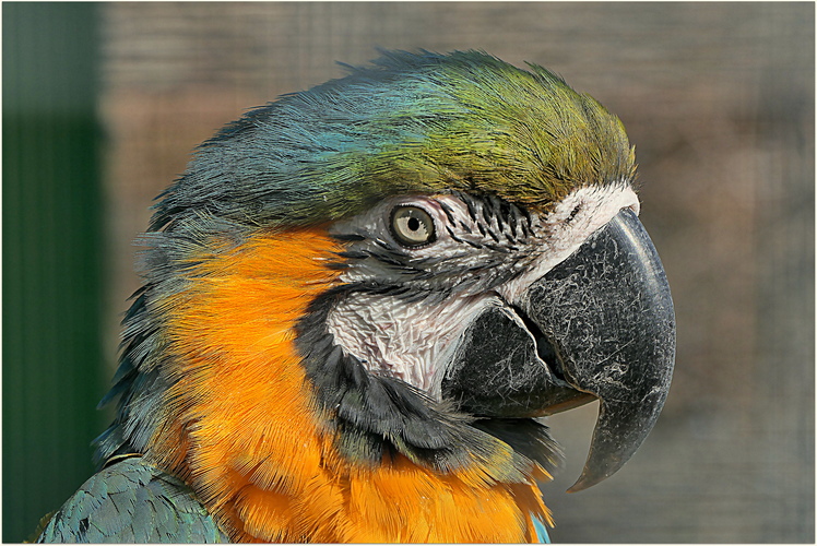 a detail hlavy papagája ara ...