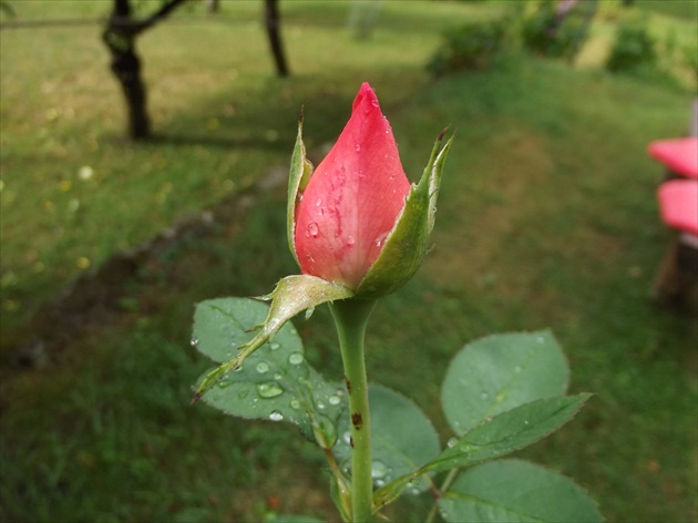 Kvapky rosy na ruži