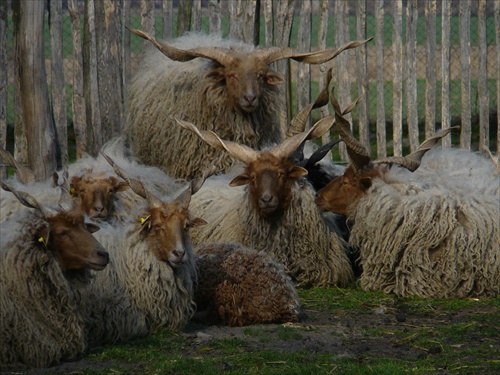 maďarské ovce